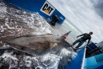 Learn how scientists from Osearch are geo-tagging Great White Sharks
